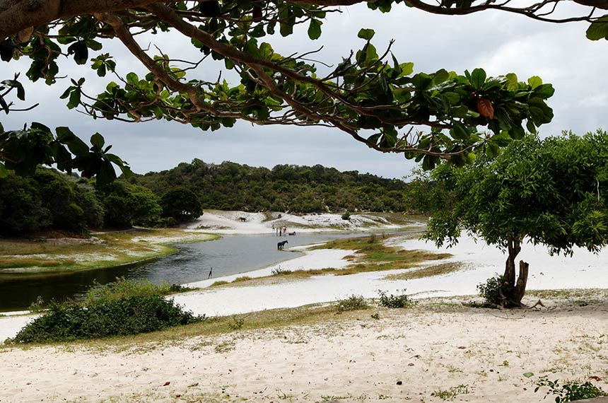 SenadoFederal's tweet photo. STF suspende resolução do Conama que revogava normas de proteção ambiental https://t.co/CBJRz55av5 https://t.co/um2vTHp1oO