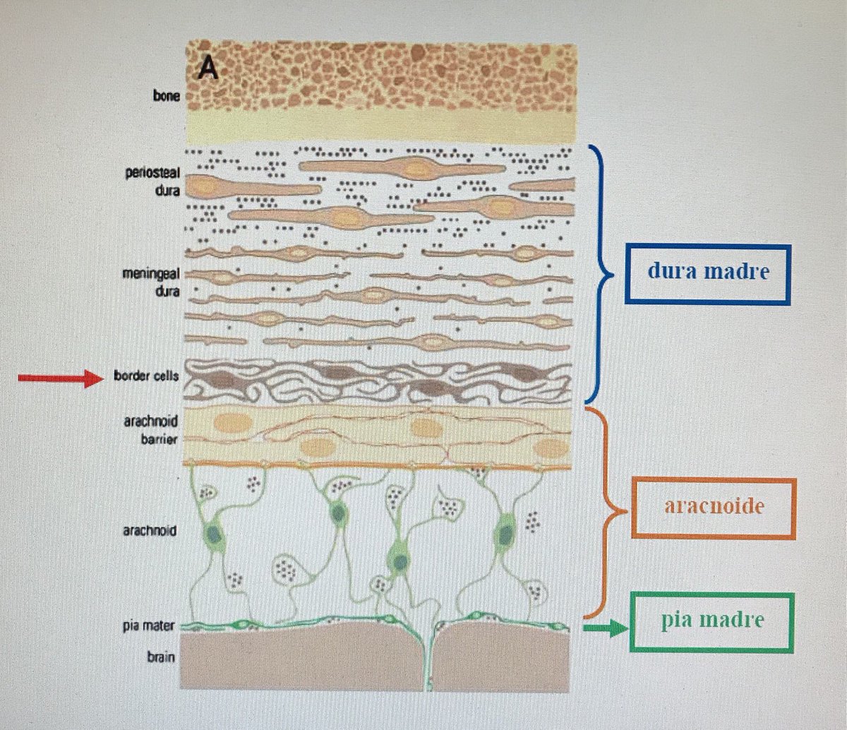 Lorenzo Pinelli tweet media