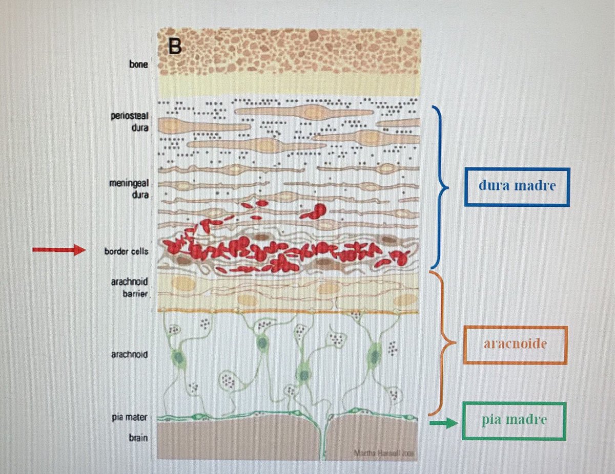 Lorenzo Pinelli tweet media