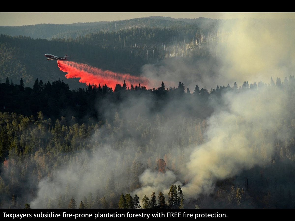 Private timberland owners pay nothing for the fire suppression provided by Cal Fire and the Feds. A single tanker drop from a 747 costs over $100k. Would they be more incentivized to create fire-resilient forests if they had to pay for every airdrop, every dozer, every crew?