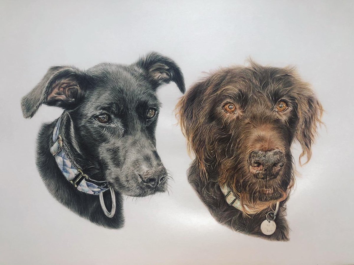 KatrinSnellart's tweet photo. So pleased that I can now share this double pet portrait with you. 
I gifted this to my mum today for her 65th Birthday. 
.Continued in the comments https://t.co/jLQK5skT10