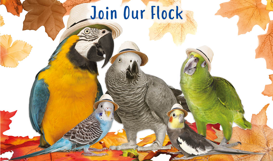 Become a Northern Parrots insider for news, special offers and a lot more. northernparrots.com/page/subscript…?