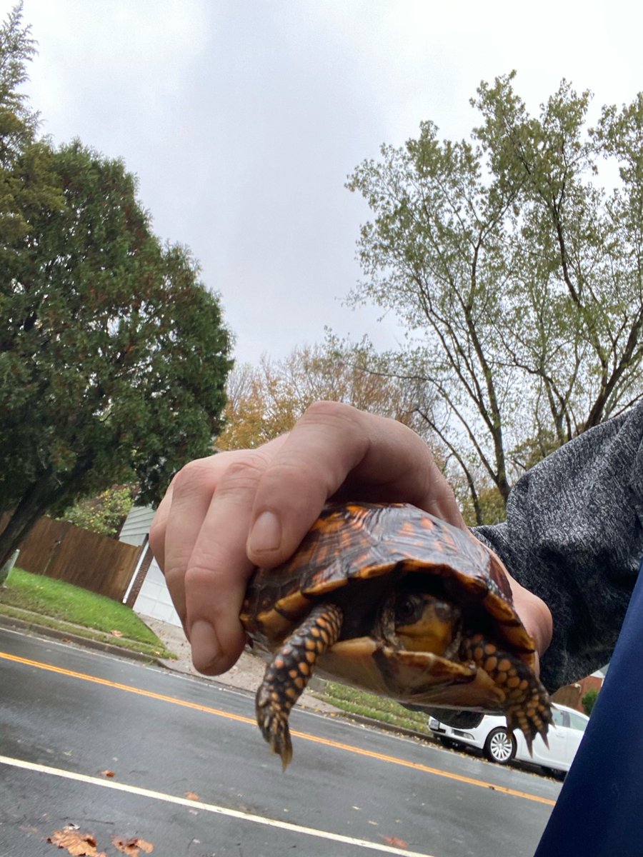 kagomekannibal's tweet photo. Saved a turtle on my way to work. I almost ran him over 😰 had to make a really fast u-turn and stop the on coming traffic for this little guy. My friend got out and moved him to the woods 🐢
#savetheturtles #stopforturtles #turtlecrossing https://t.co/4STBaZumoR