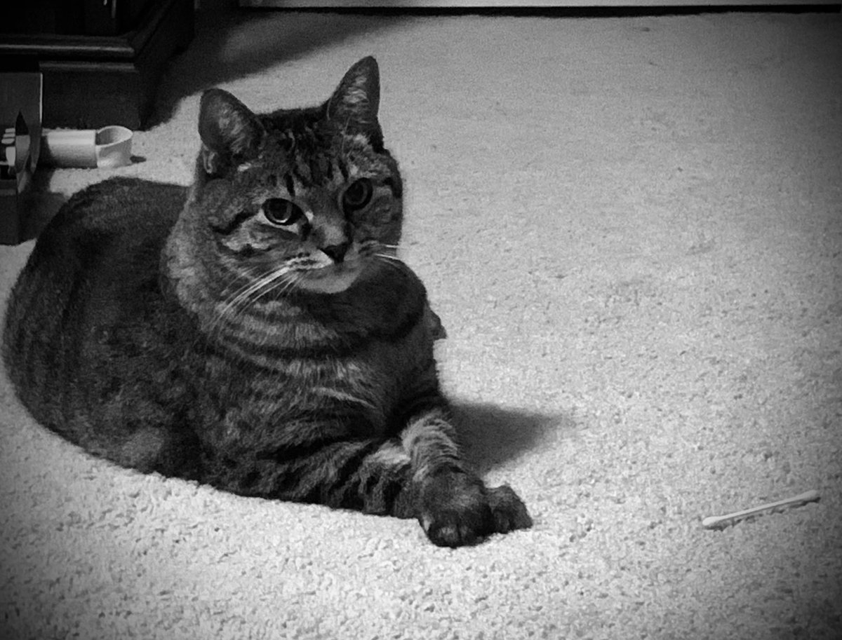CatNoirshadows's tweet photo. #NationalCatDay, huh? Well I ain’t got so much as a post to scratch for all the rats I’ve taken down. Nothin’ but “git” &amp; “scram” for me when today oughta be full of naps &amp; Q-Tips—rememberin’ all the lives I lost. So I’m sorry I’m ungrateful, kitten, but wake me if there’s tuna. https://t.co/LWTh1TKYsj
