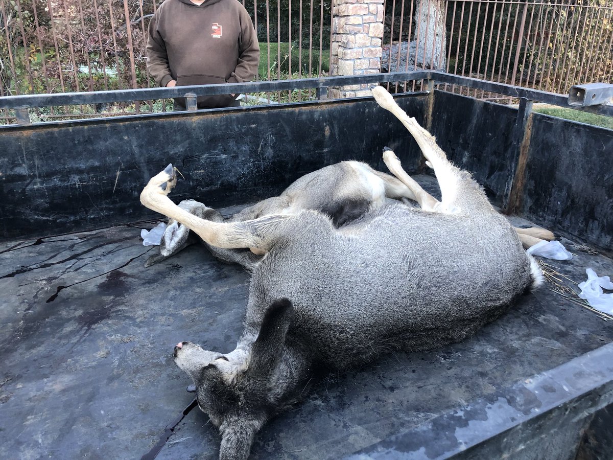 Some of the dead animals that are in good enough condition are donated to  @HogleZoo where they are fed to the lions and other big cats. We always like being able to utilize wildlife when possible and this partnership has been great