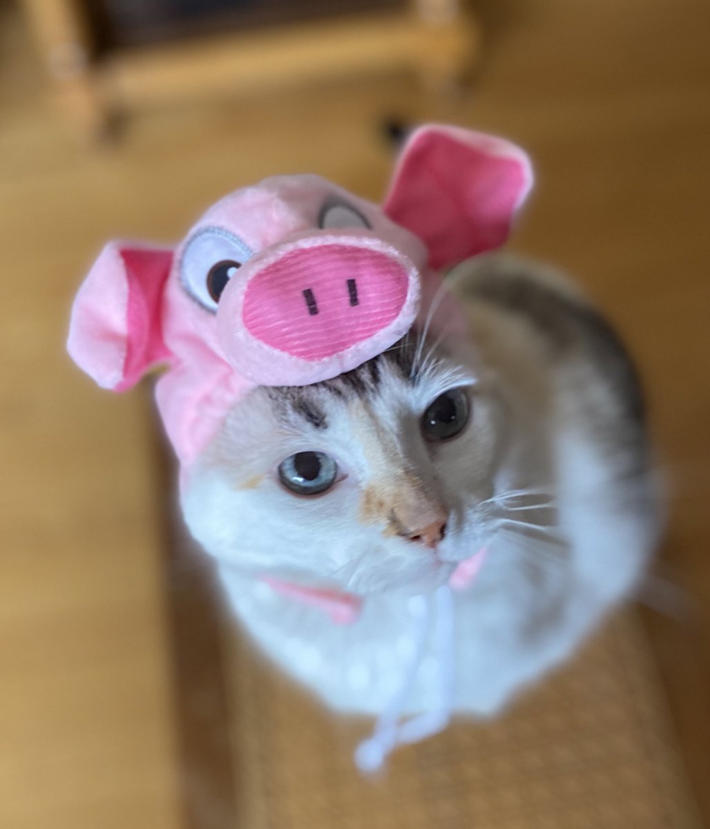 Pincy’s #Halloween joke of the day:
What do pigs dress up as on Halloween?
Frankenswine. https://t.co/ABU2GR4o3Z