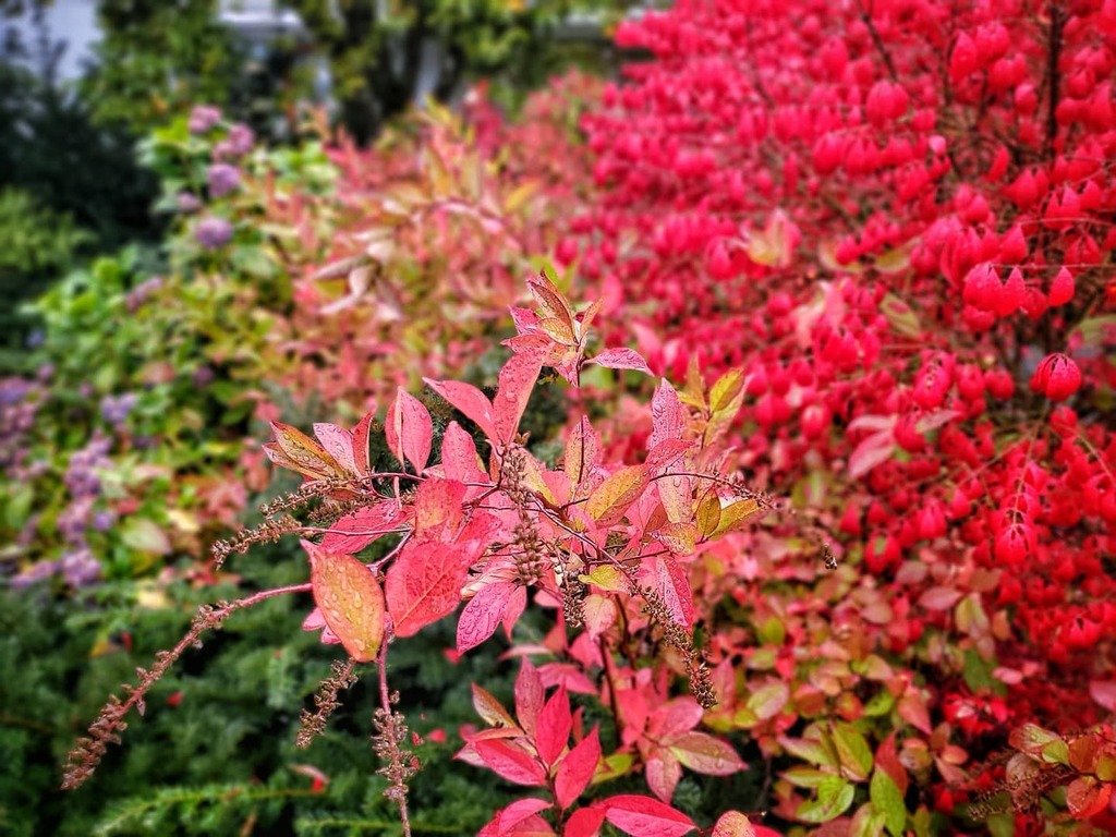 ocelopan's tweet photo. Red Autumn
Taken October 2019
.
.
.
.
#OnePicPerDay #PicOfTheDay #Bellevue #WashingtonState #red #BellevueBotanicalGarden #flashesofdelight #unlimitedcities #travelog #theglobewanderer #Note10PlusPhotography #aYearAgo #TakenOctober2019 https://t.co/qBsG9306cl https://t.co/7BwGfmio8l