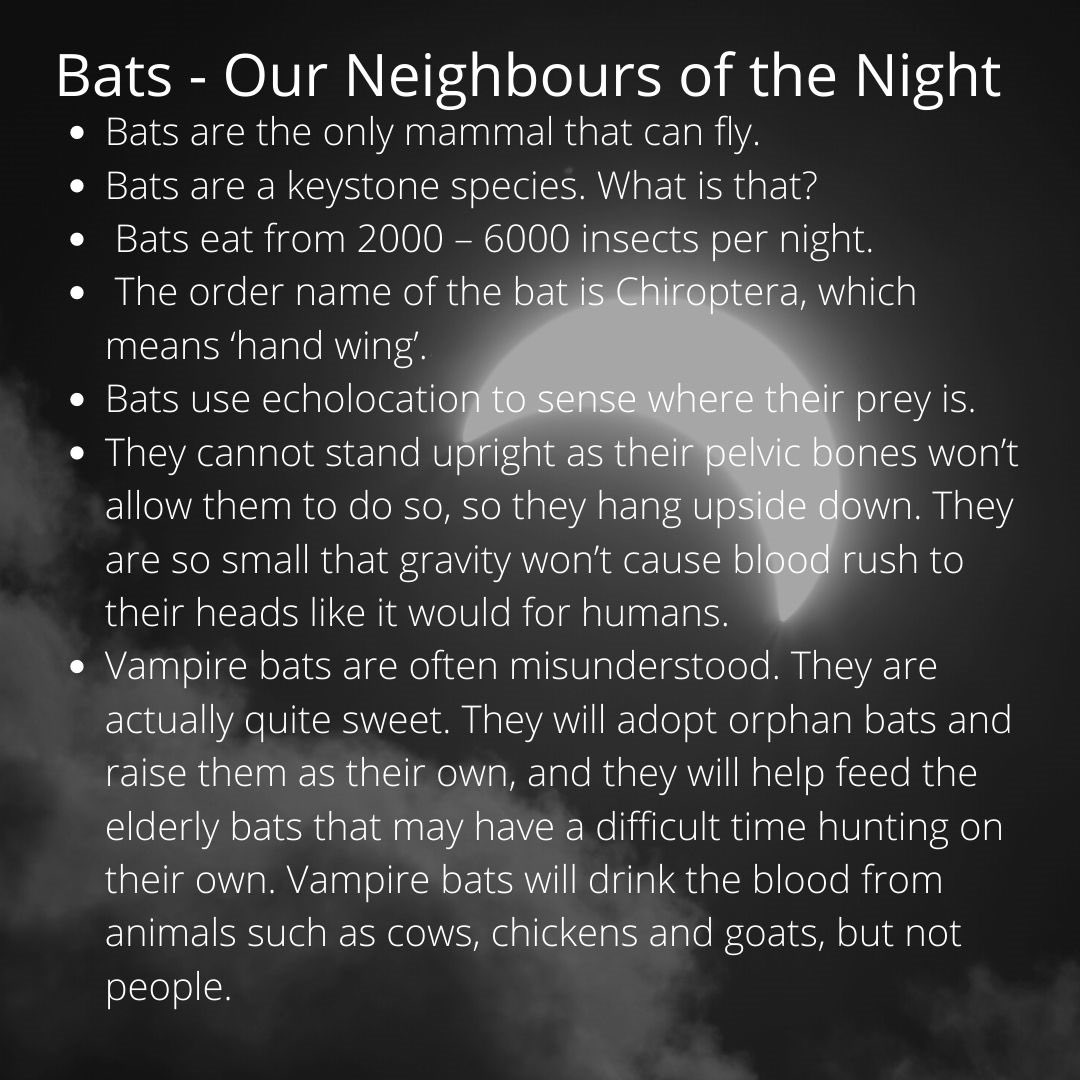 peel_fc's tweet photo. Bats are often misunderstood. Nearly ½ of the 1200 bat species in the world are threatened or endangered mainly due to human factors. Enjoy these activities, facts and resources to learn more about amazing bats! https://t.co/VYQMltrryW
https://t.co/Q3ExulxmNk https://t.co/0nZlWGOvwx