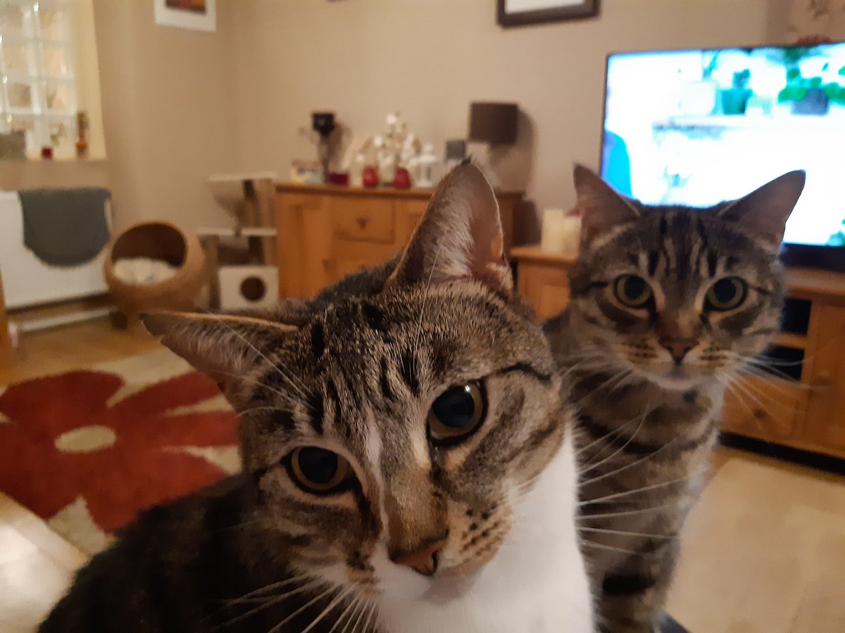 welshlynda12's tweet photo. #CatsOfTwitter #littleeric #BillyBob did we hear creme brulee Mmm https://t.co/uzqpuatqga