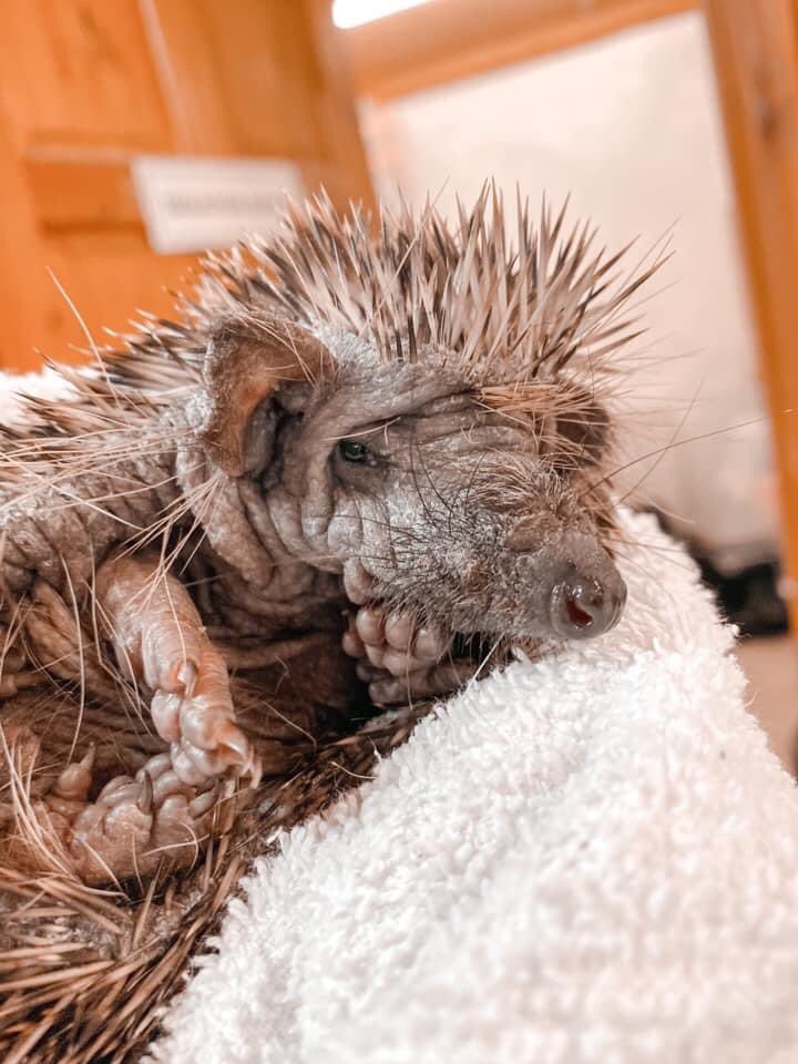 Lovely little Avalon is currently recovering from mange ❤️

Although he looks a little different we still think he is beautiful ❤️