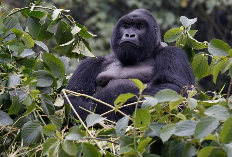 apprenant le fait qu'il y a en réalité beaucoup plus de gorilles en Afrique de l'Ouest à hauteur d'un peu plus de 100.000 individus supplémentaires par rapport aux estimations les plus hautes précédemment enregistré avec presque 362.000 gorilles dans la région !