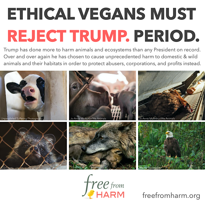 Free_from_harm's tweet image. While only the tip of the iceberg, our new article from @rosemarykt details 9 ways Trump has taken action to harm animals and protect abusers, corporations, &amp;amp; profits instead: freefromharm.org/animal-advocac… 

#YouKnowWhatToDo