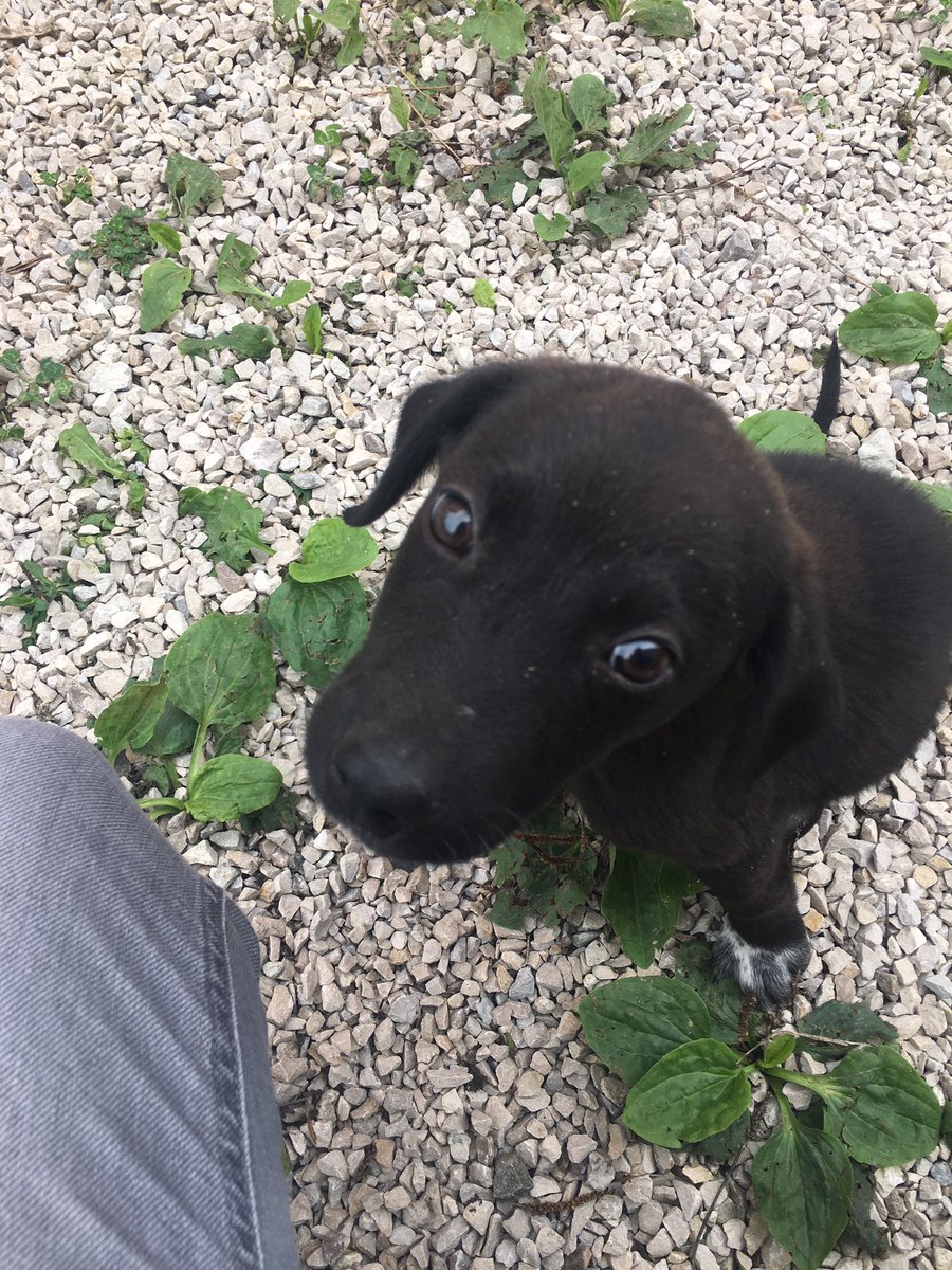 metehaneroll's tweet photo. 2hafta önce kaza sonucu çarptığımız can.Ameliyat ettirdik ve malesef arka sol ayağını kesmek zorunda https://t.co/txpBuRhXBB de sahiplendik evini yaptık.Affet bizi.Bir ayağı yok ama artık bir ailesi var.Sen bize Allahın emanetisin🙏🏻 #sokakhayvanları #HayvanlarYasamakİstiyor #dost https://t.co/fhbviyesea