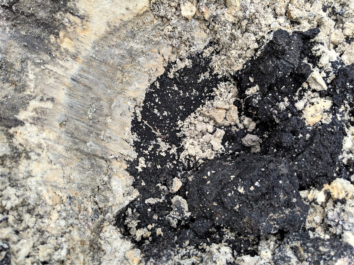 wetlandsolution's tweet photo. Look how cool this soil transition from clay to peat is! While preforming a study, it was interesting to find how soil types  and horizon depths in a smaller area can differ. https://t.co/Rd3ORA40hE