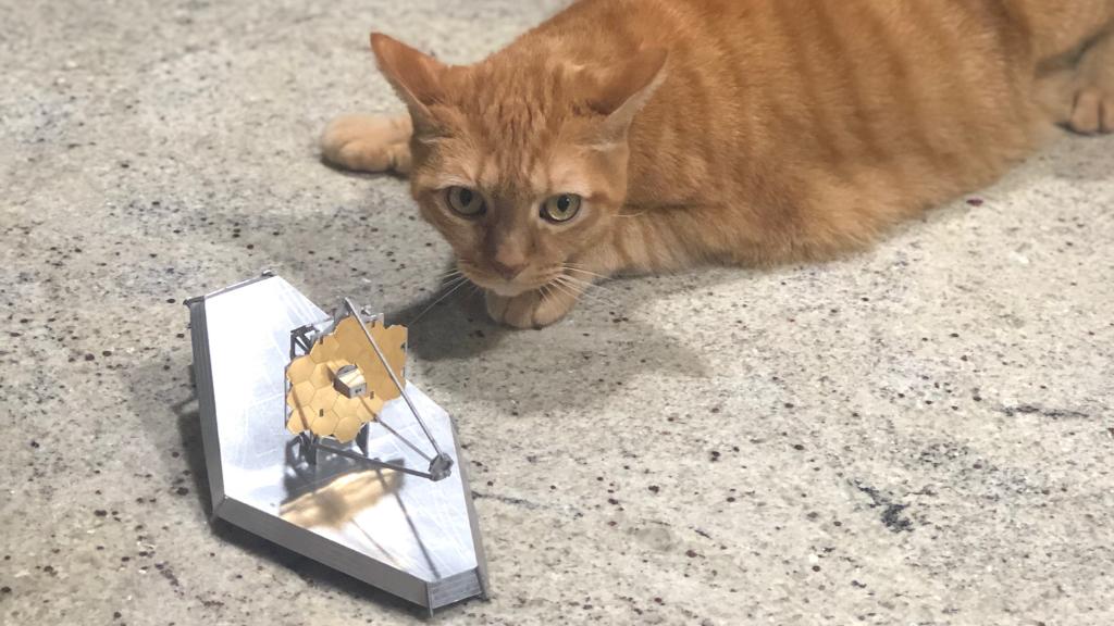 A Webb team member's cat, Ernie, poses with a miniature model of the James Webb Space Telescope.