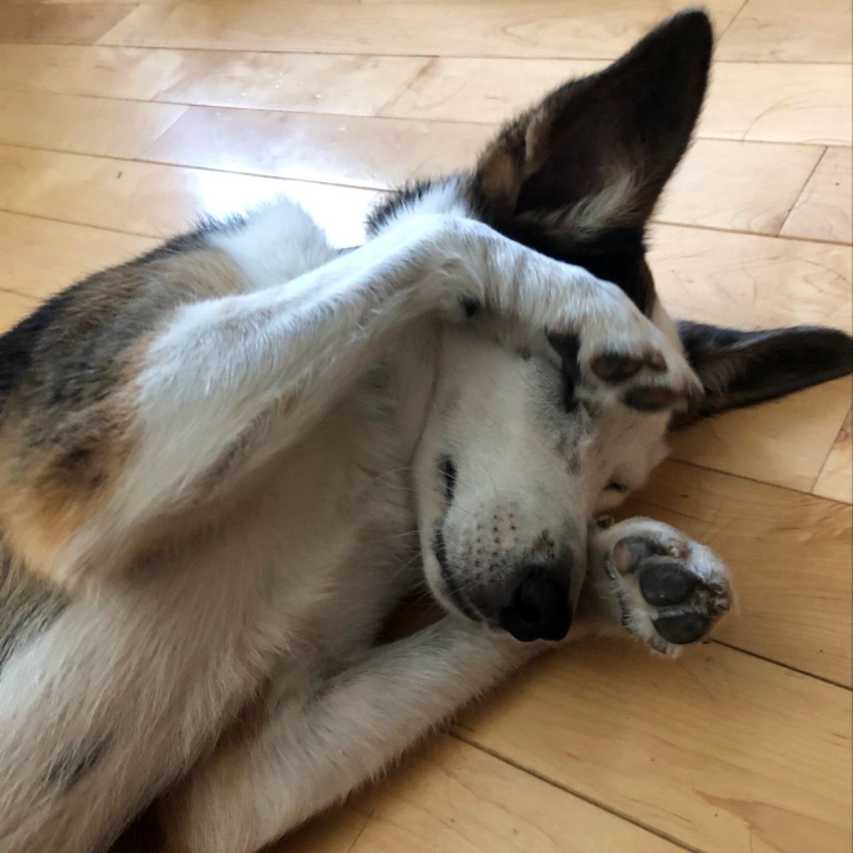 Spotwalk's tweet photo. Playing peekaboo with Celine -- pwease no pictures!

#dogsoftwitter #dogsofphilly #dogoftheday #dcdogmom #dcdogs #dogmom #Fursday #peekaboo #ThursdayFursday #seniorliving #dcnurses #phillypets #pawesome #dogsofdc #phillydogs #togetherapart #philly #pennmedicine #westphilly #woof https://t.co/09f4lSStIX