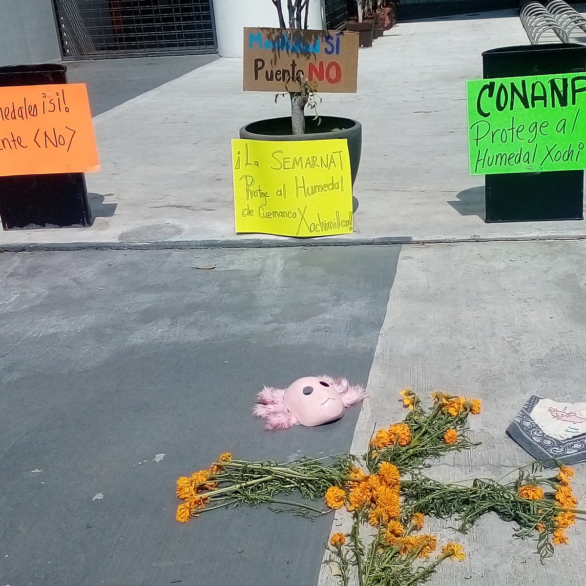 RodadasA's tweet photo. Ayer en Semarnat apoyando a @CPByCXochimilco. 
#Yoprefieroelhumedal
#Yoprotejoelhumedal https://t.co/8gpFoCtVcJ