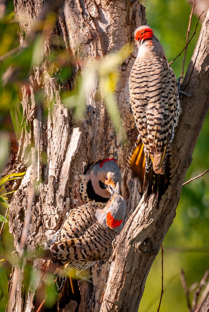 WesGibsonPhoto's tweet photo. Two female Northern Flickers battle over a nest while the male of the attacking female watches. At one point, the attacking female forced herself halfway into the nest but ejected her egg into mid-air. After that, she lost the desire to take the nest. #birdsphotography #birds https://t.co/HFpyLKRTRM