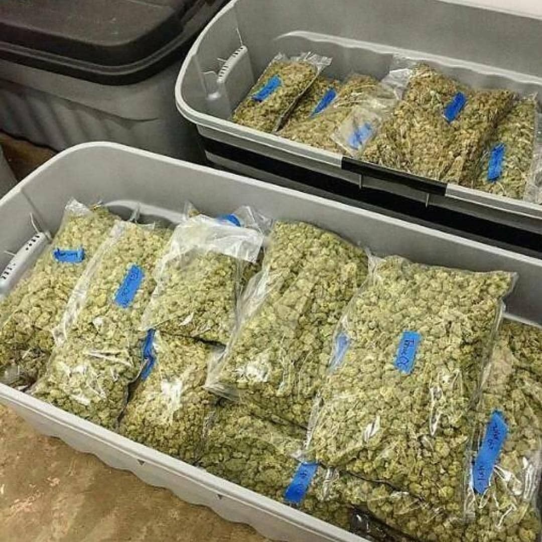 pluggrower's tweet image. 