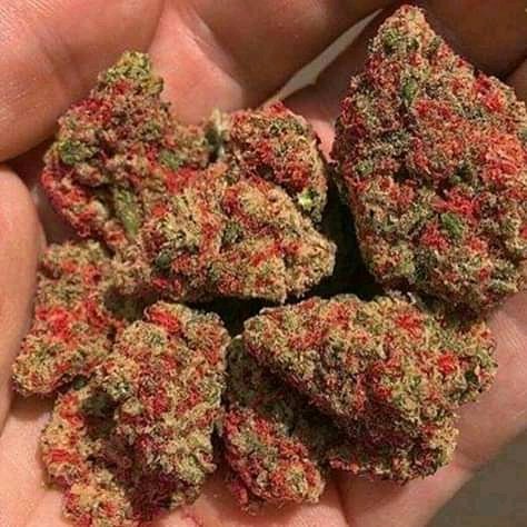 pluggrower's tweet image. 