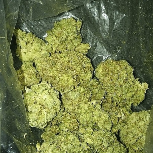 pluggrower's tweet image. 