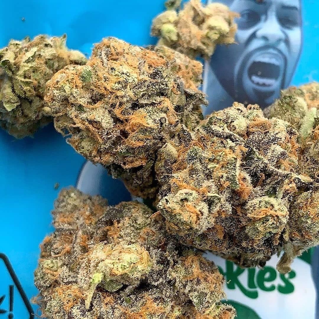 pluggrower's tweet image. 