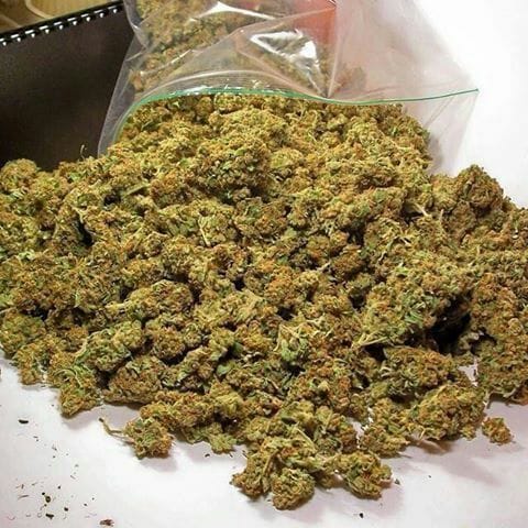 pluggrower's tweet image. 