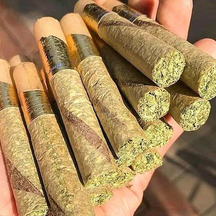 pluggrower's tweet image. 