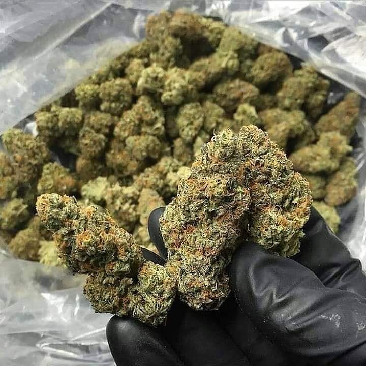 pluggrower's tweet image. 