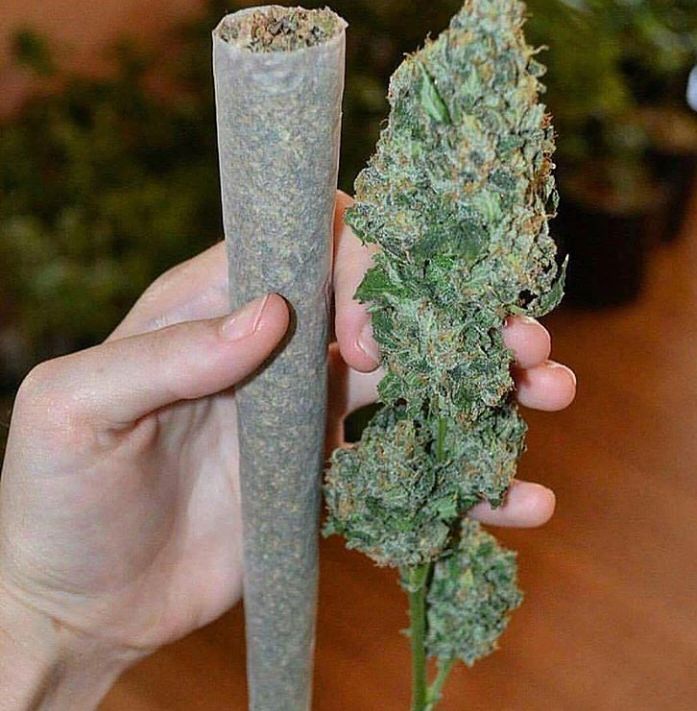 pluggrower's tweet image. 