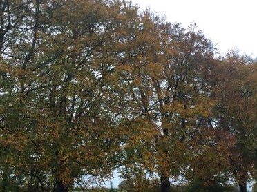 ThunderMutters's tweet photo. Too soggy outside for photos of Becky's violin reclining artistically on dry stone walls or tree stumps, so here's a photo of some leafy survivors of an increasingly blustery October on Minchinhampton Common. https://t.co/Jyd8Anse6U