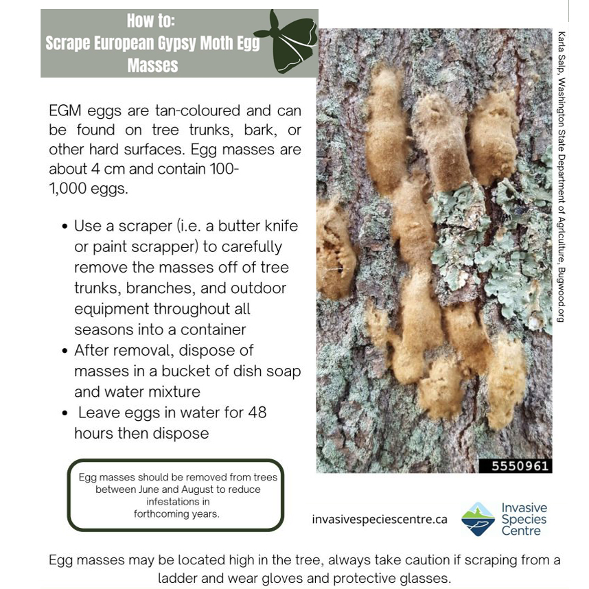 MLeavesForever's tweet photo. It's time to monitor your trees and scrape off European #gypsymoth #eggmasses - and now you can even win a prize! This contest's goal is to exceed 500 total egg masses scraped across Ontario. Details: https://t.co/z7G5qtoKPC @Invasive Species Centre @Invasive Species Centre https://t.co/edeJMA8VB7