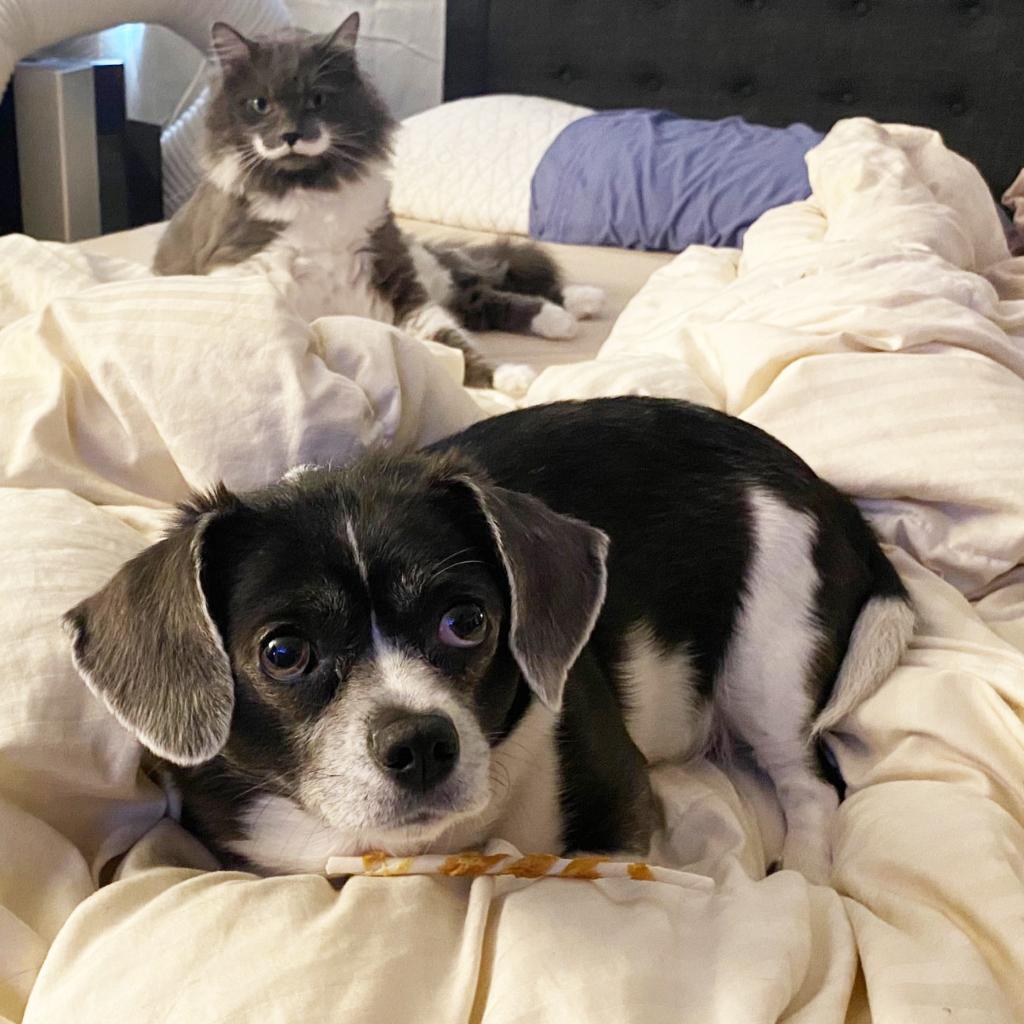 AmazonAlexa's tweet photo. Alexa, please make an announcement to remind Edwin that the bed is for cats. –@TheMustacheCat x #NationalCatDay https://t.co/QD9y8lKHg1
