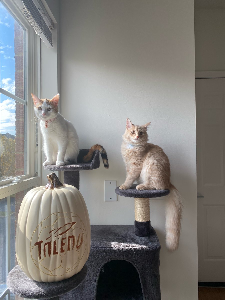 ToledoSoccer's tweet photo. Happy #NationalCatDay from some of our team's cats!!
#GoRockets https://t.co/lwfnT8ZrmP