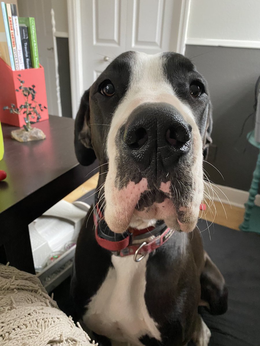 PrincessNosneh's tweet photo. @humansofny WHYYYYY does my dog hate me?? FINALLY got my preordered Humans book and she ate it before I even got to read it!!! https://t.co/3usUbtv7mX