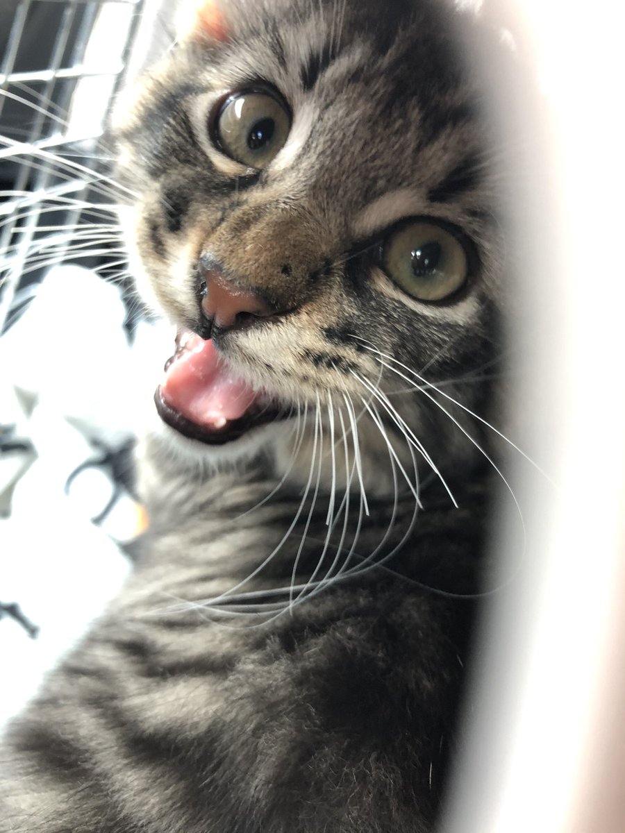 BecsB8's tweet photo. Happy National Cat Day to my sons🥺 Love yous ChipShrimp https://t.co/dW5TGU7owz