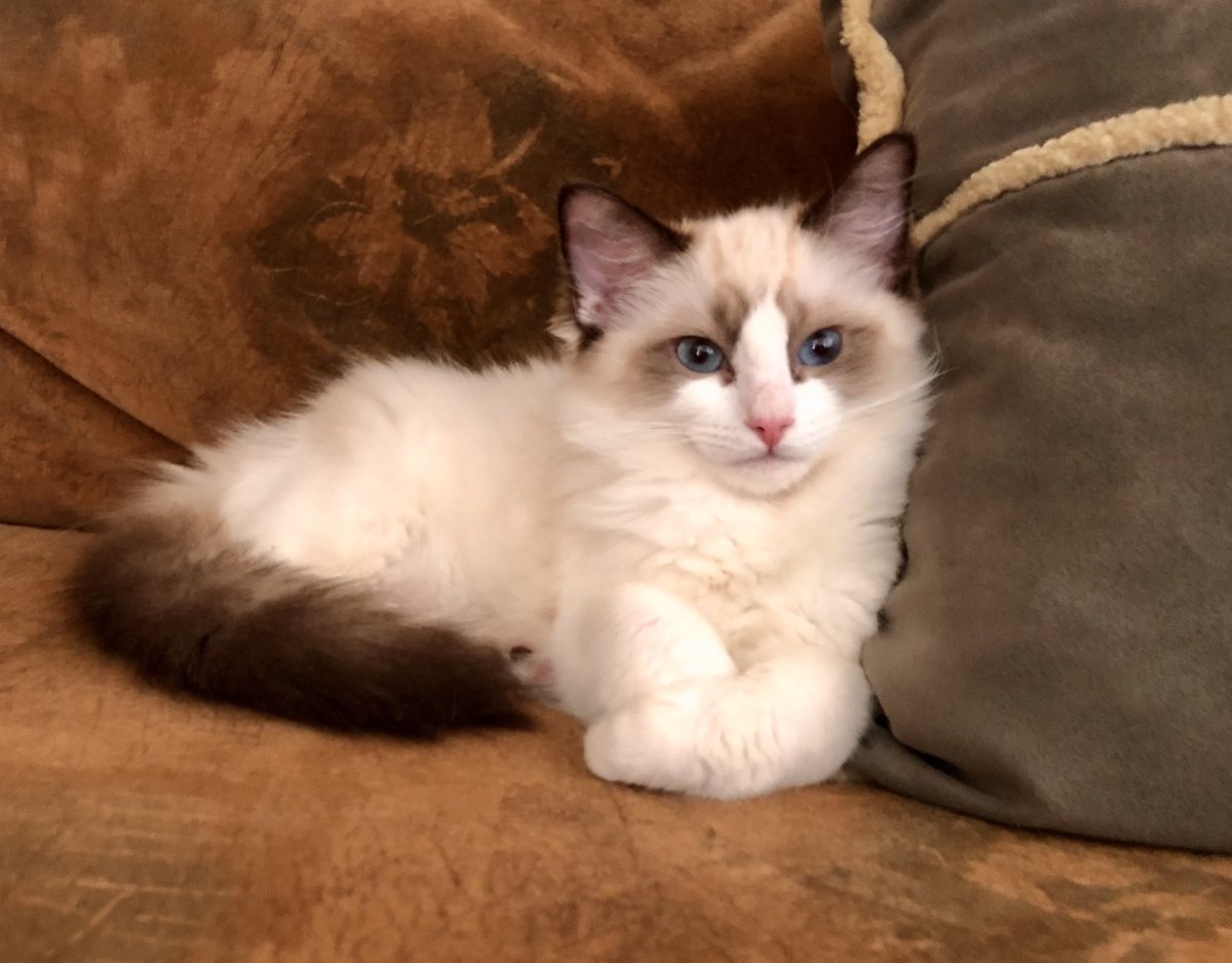 Say hello to Simon &amp; Molly, 5 month old brother &amp; sister, who joined the family in August. Instant love ❤️! I lost my furry pal Bosley this year, so these two beasts have really brightened things up. #NationalCatDay #RagdollCats #pets #kittens #ragdoll