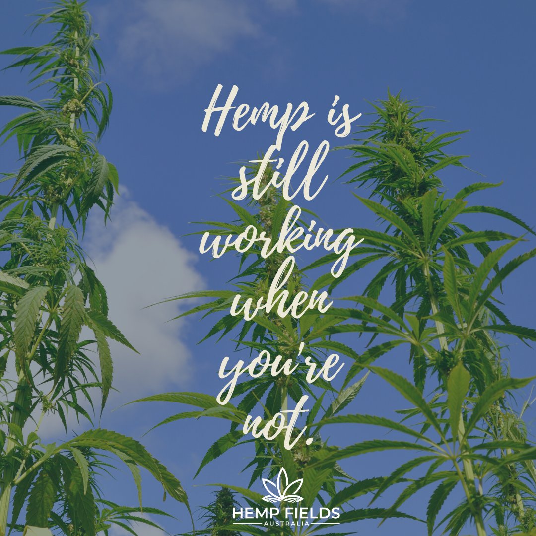fields_hemp's tweet photo. Hemp works while you eat, rest and play 💚

#hemp #cbdoil #cbdaustralia #hempfields #believeinhemp https://t.co/fhPo95cmyH