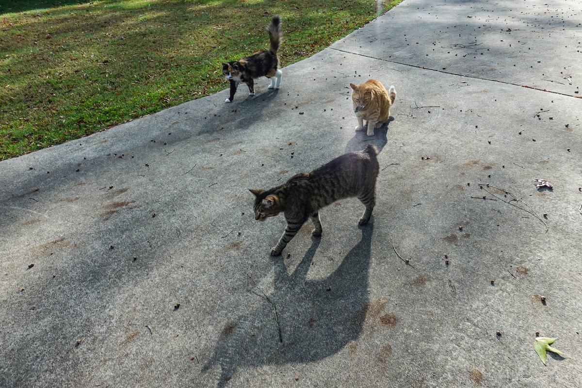 HankAllen's tweet image. Stevie believes in real diversity. It doesn't matter if your fur color is different, long tail or no tail, prefer Temptations or Friskies.
Stevie doesn't think you are bad or evil if you vote for someone else. She still loves you just the same.
#Steve2020