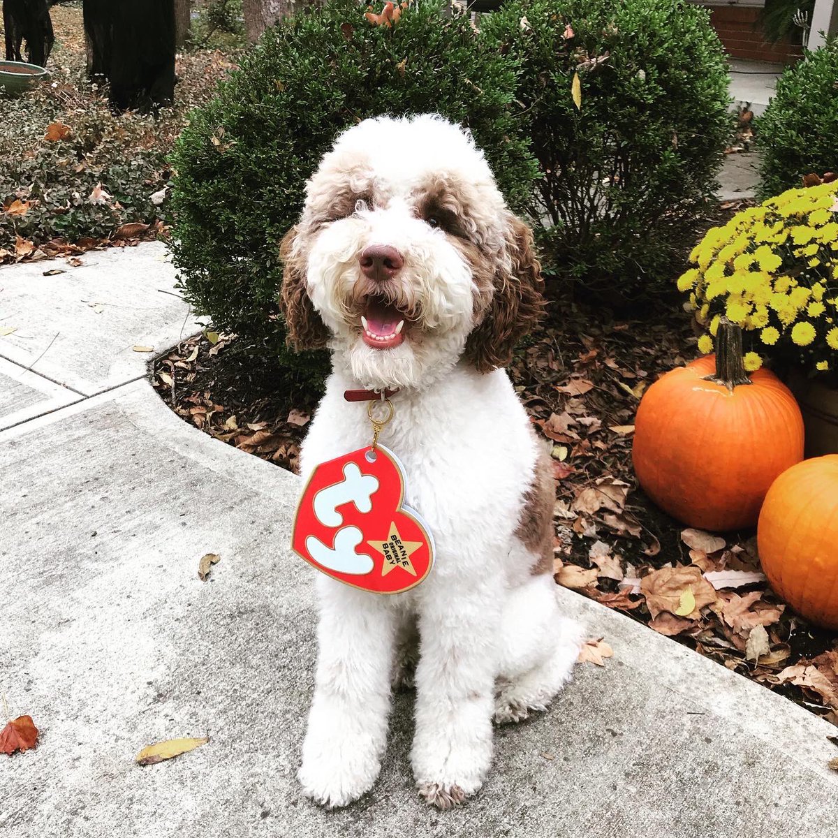 And the Halloween 🎃 👻 costume winner is ...