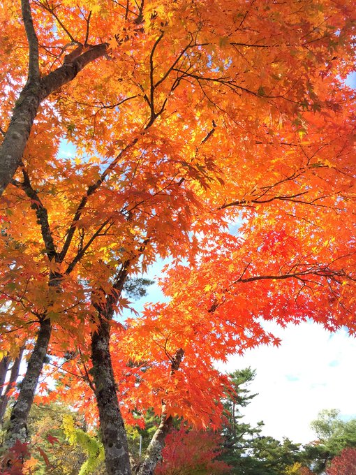 「秋 自然」のTwitter画像/イラスト(古い順)