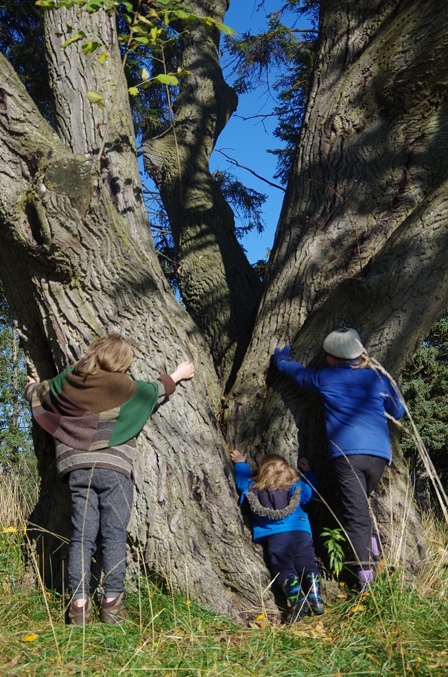 #monstertreesWRDSB Now that's a big one! Butternut we think. Oh what this tree has seen.