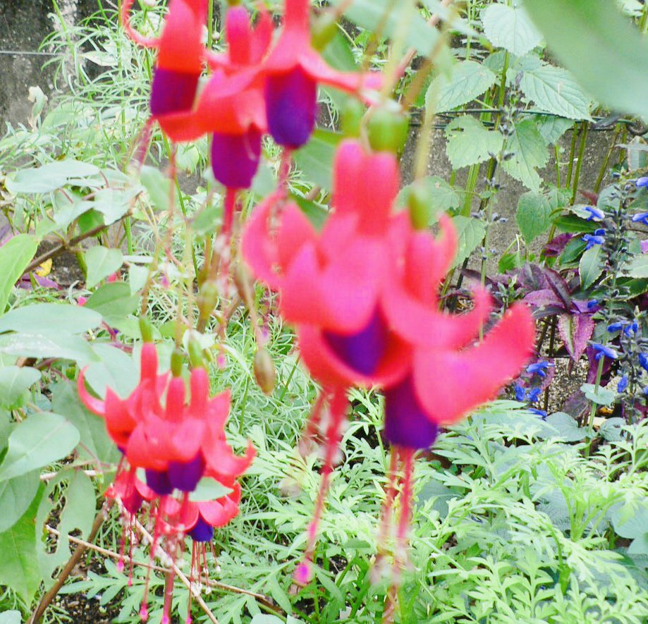 下向きに咲く花