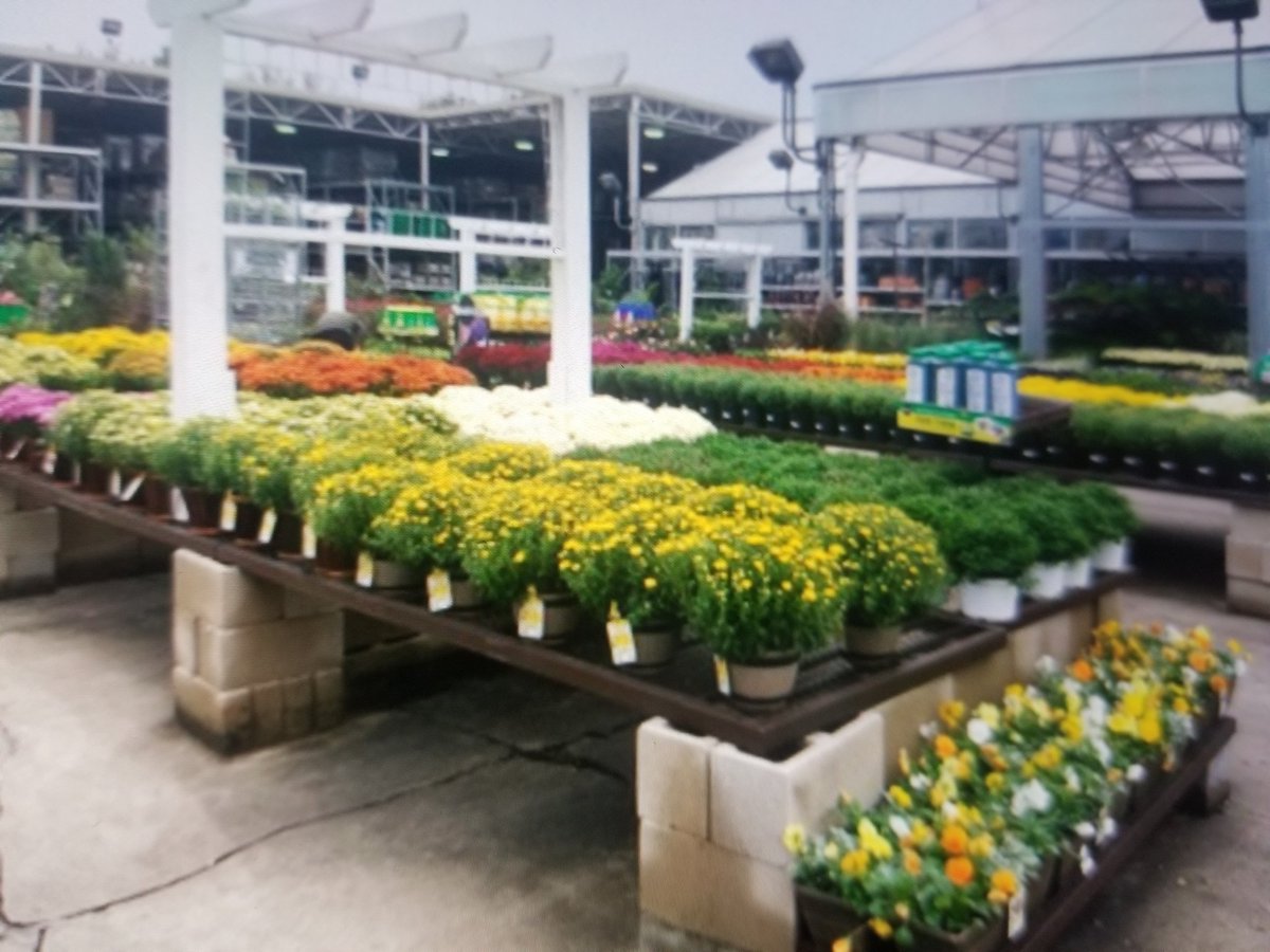 🍂Mums and Pansies are showing out this Fall in Monroe, LA #450 😍 <a href="/Gardenvision1/">Gardenvision</a> <a href="/Lowes/">Lowe's</a> <a href="/CostaFarms/">Costa Farms</a> <a href="/BSedlatschek/">Bob “Suds” Sedlatschek</a> <a href="/YoungsPlantFarm/">Young's Plant Farm</a>