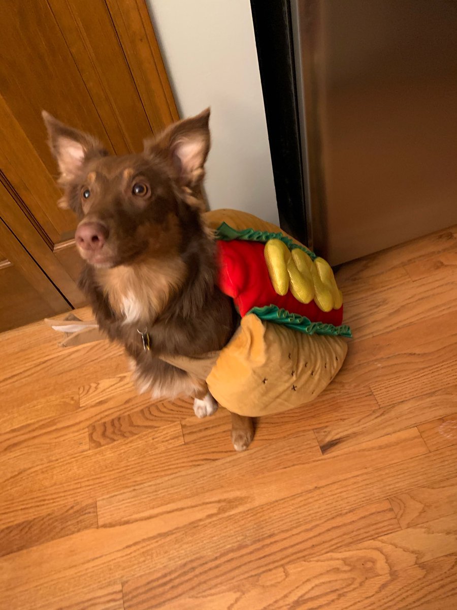 ⁦<a href="/LHSWrigley/">Wrigley the Wildcat</a>⁩ Puppy in a blanket!