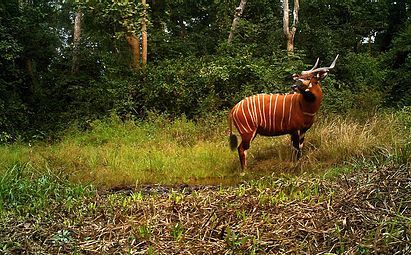 The Bongo of Congo.