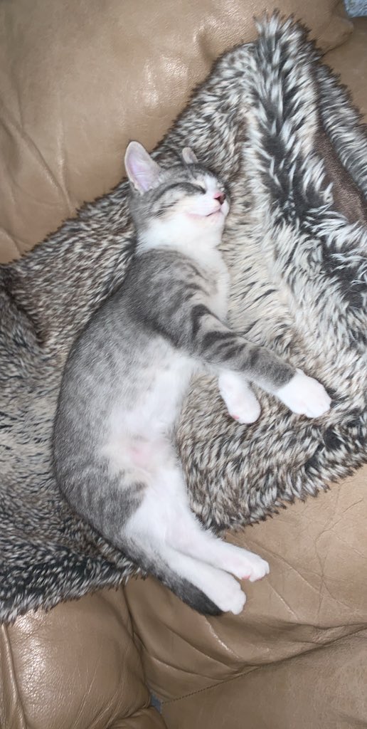 #NationalCatDay / Happy birthday Tito! See ya soon buddy