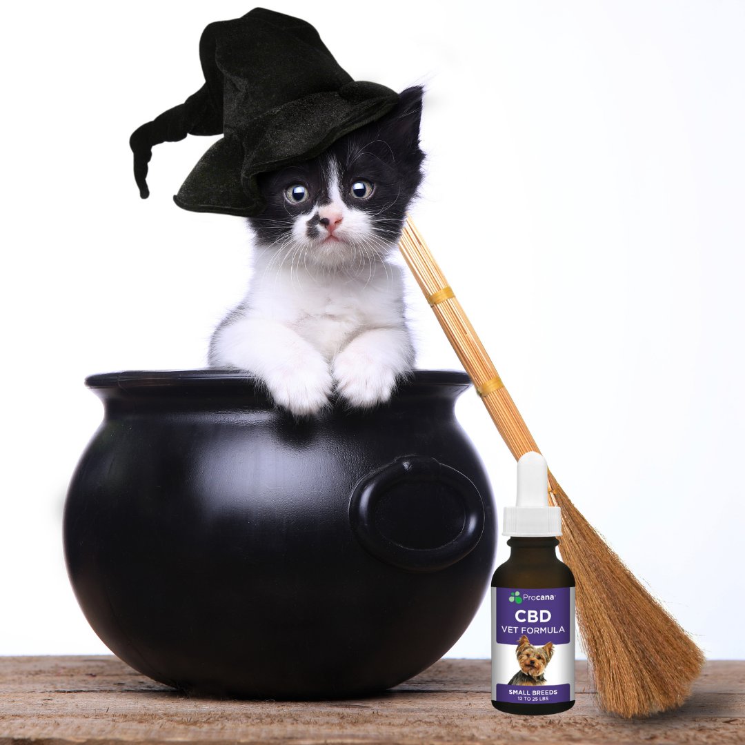 ProcanaLabs's tweet photo. Soaking up every last bit of spooky season. Jack-o-lantern
#HappyHalloween 

Drop a Ghost in the comments if you love Halloween!

#NationalCatDay #CatsOfTwitter #Fall #PumpkinDay #fall2020 https://t.co/NsZU99aWGb