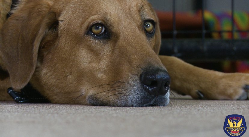 PhoenixPolice's tweet photo. It is with broken hearts that we report the passing of #PHXPD therapy dog, Milo Glasser. Milo was Fallen Officer Dave Glasser’s dog who went to work in the Communications Bureau as a therapy dog.

Watch Milo’s story: https://t.co/11jYBOLwmj https://t.co/AqUEpr2cWn