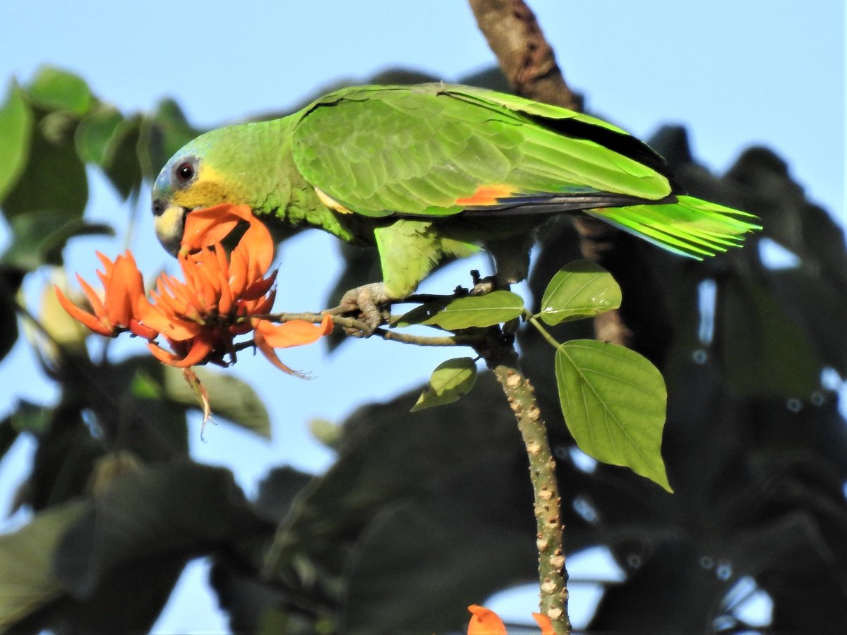 ParrotOfTheDay's tweet photo. #ParrotOTD 30 October: Orange-winged amazon (Amazona amazonica), large range in South America from the Caribbean to Bolivia and S Brazil. Pic at Main Ridge Forest Reserve, Eastern Tobago, Trinidad and Tobago, by Claire Christensen via @MacaulayLibrary https://t.co/496vuVvwDS https://t.co/6U2gvfSXNw